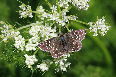 BUITEN BEELD Foto: 175026