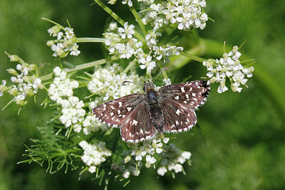 BUITEN BEELD Foto: 175027