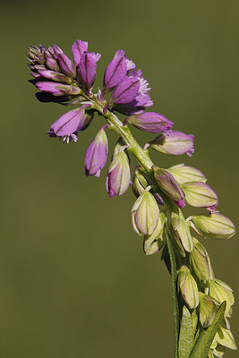 BUITEN BEELD Foto: 175028