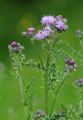 BUITEN BEELD Foto: 175051