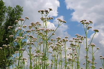 BUITEN BEELD Foto: 175092