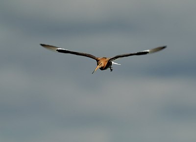 BUITEN BEELD Foto: 175101