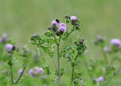 BUITEN BEELD Foto: 175110