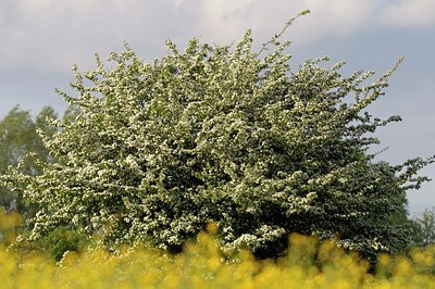 BUITEN BEELD Foto: 175123