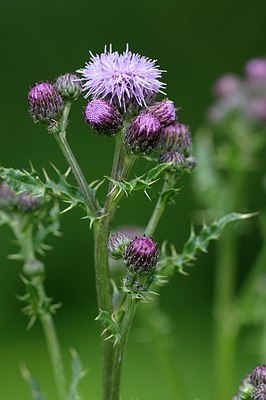 BUITEN BEELD Foto: 175145