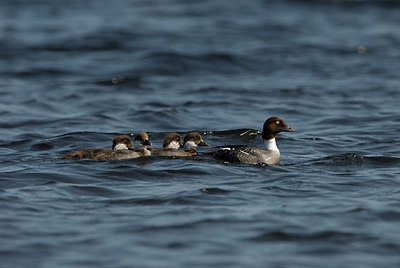 BUITEN BEELD Foto: 175178