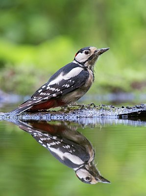 BUITEN BEELD Foto: 175185