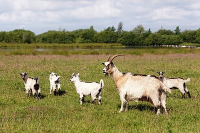 BUITEN BEELD Foto: 175252
