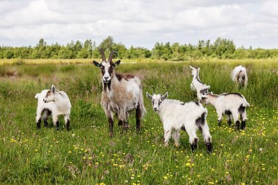 BUITEN BEELD Foto: 175253