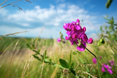 BUITEN BEELD Foto: 175254