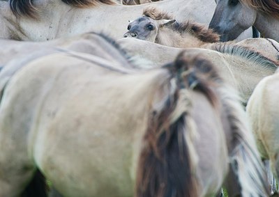 BUITEN BEELD Foto: 175277