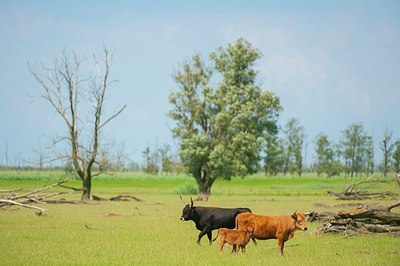 BUITEN BEELD Foto: 175295