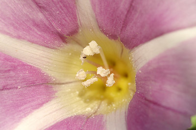BUITEN BEELD Foto: 175323