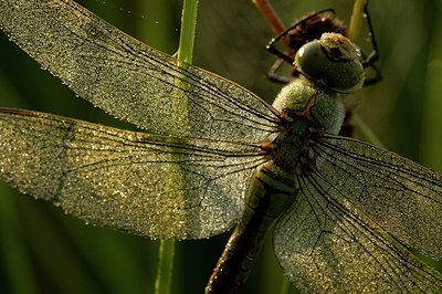 BUITEN BEELD Foto: 175327