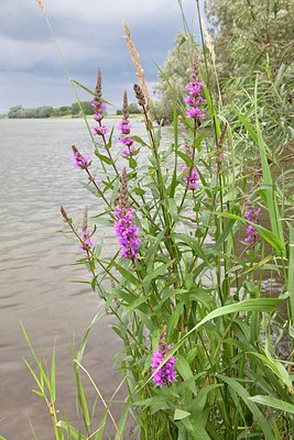 BUITEN BEELD Foto: 175337