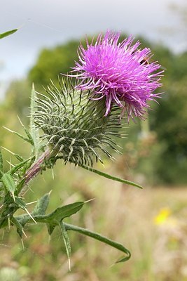 BUITEN BEELD Foto: 175340