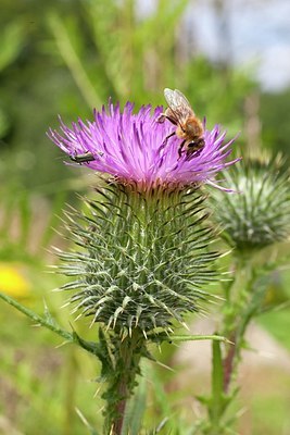 BUITEN BEELD Foto: 175344