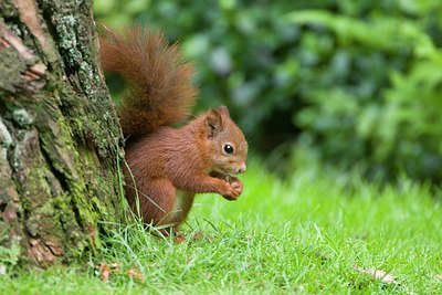 BUITEN BEELD Foto: 175357