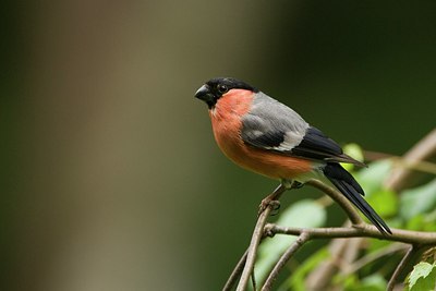 BUITEN BEELD Foto: 175362