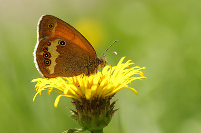BUITEN BEELD Foto: 175432
