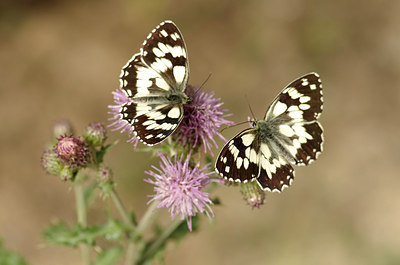 BUITEN BEELD Foto: 175441