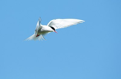BUITEN BEELD Foto: 175468