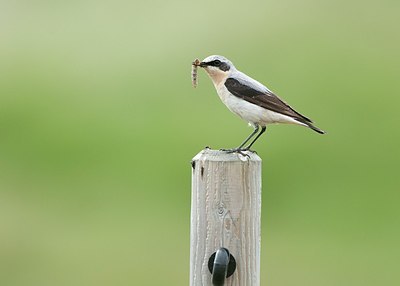 BUITEN BEELD Foto: 175487