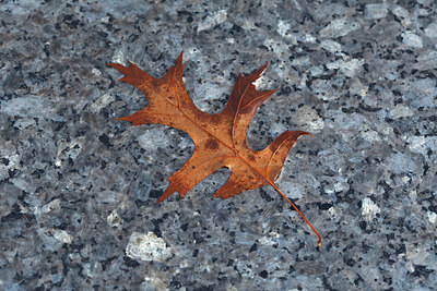 BUITEN BEELD Foto: 175570