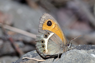 BUITEN BEELD Foto: 175573