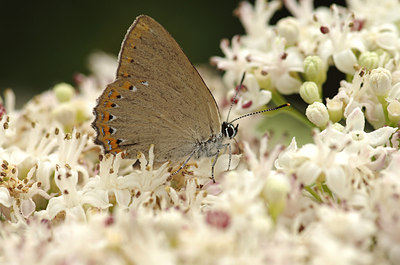 BUITEN BEELD Foto: 175575