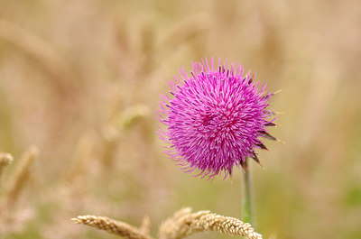 BUITEN BEELD Foto: 175593