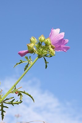 BUITEN BEELD Foto: 175606
