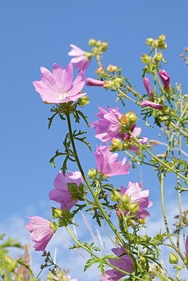 BUITEN BEELD Foto: 175608