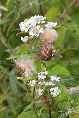 BUITEN BEELD Foto: 175617