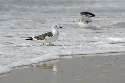 BUITEN BEELD Foto: 175672