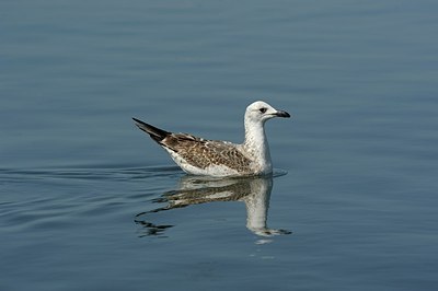 BUITEN BEELD Foto: 175677
