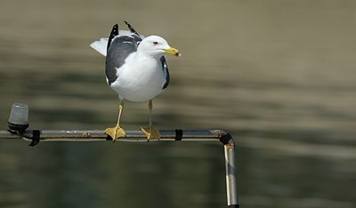 BUITEN BEELD Foto: 175678
