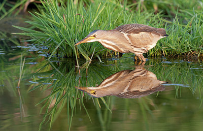 BUITEN BEELD Foto: 175706