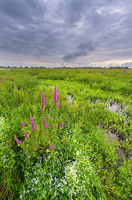 BUITEN BEELD Foto: 175724