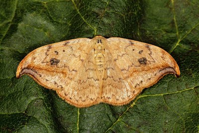 BUITEN BEELD Foto: 175739