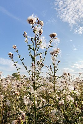 BUITEN BEELD Foto: 175747