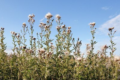 BUITEN BEELD Foto: 175748