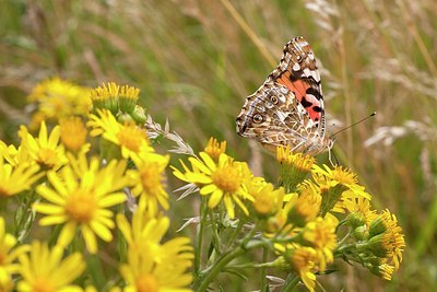 BUITEN BEELD Foto: 175752