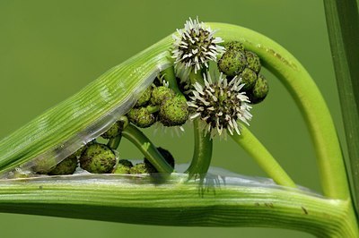 BUITEN BEELD Foto: 175771