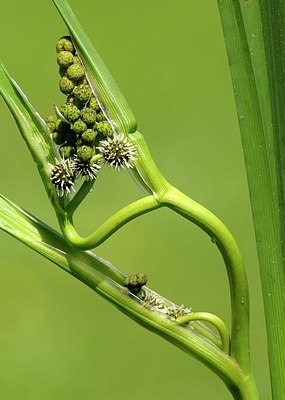 BUITEN BEELD Foto: 175786