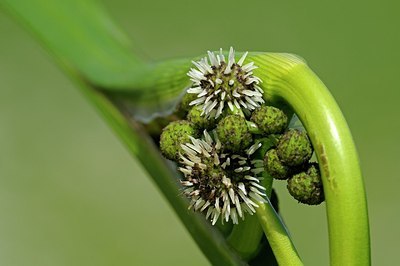 BUITEN BEELD Foto: 175787