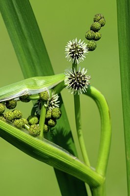 BUITEN BEELD Foto: 175801