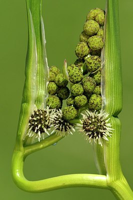 BUITEN BEELD Foto: 175811