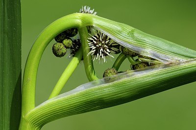 BUITEN BEELD Foto: 175819