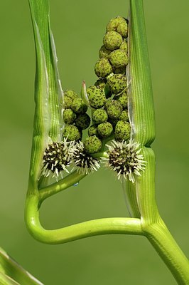 BUITEN BEELD Foto: 175820